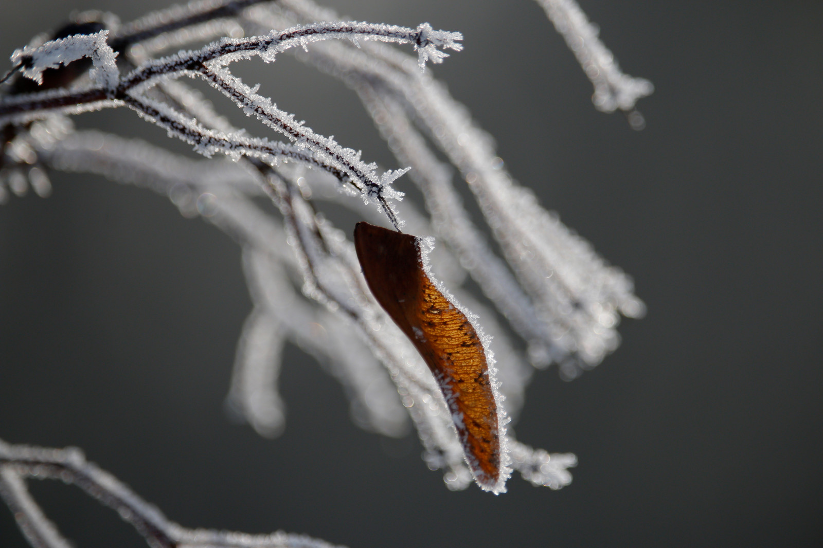 Wallpaper : winter, insect, ice, hoarfrost, Freezing, makro, twig ...