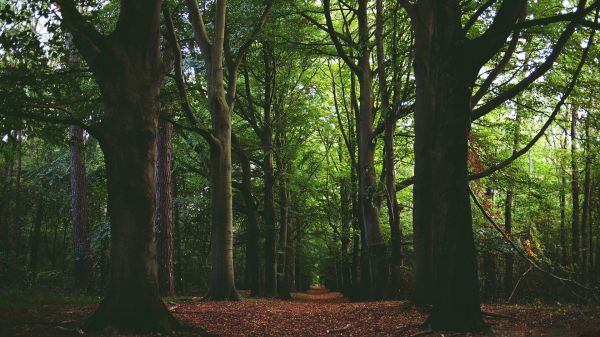 sunlight,trees,forest,nature,plants,branch