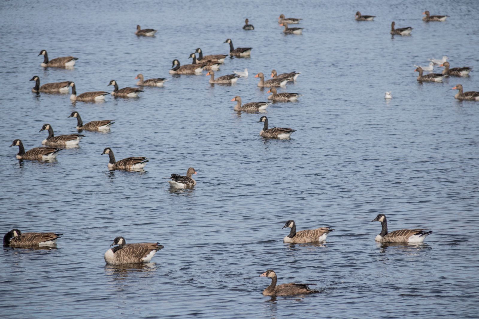 moře, jezero, voda, Volně žijících živočichů, kachna, mokřadní, divoká kachna, pták, vatten, hav, f gel, sterlen, exif modelu canoneos760d, geocountry, Kamera aby kánon, geocity, Model fotoaparátu canoneos760d, geostate, geolocation, EXIF čočka efs18200mmf3556is, exif focallength 200mm, exif aby kánon, EXIF isospeed 100, EXIF otvor 71, Simrishamn, fauna, vodní ptáci, obratlovců, vodní pták, kachen, hus a labutě, migrace ptáků, migrace zvířat, shorebird