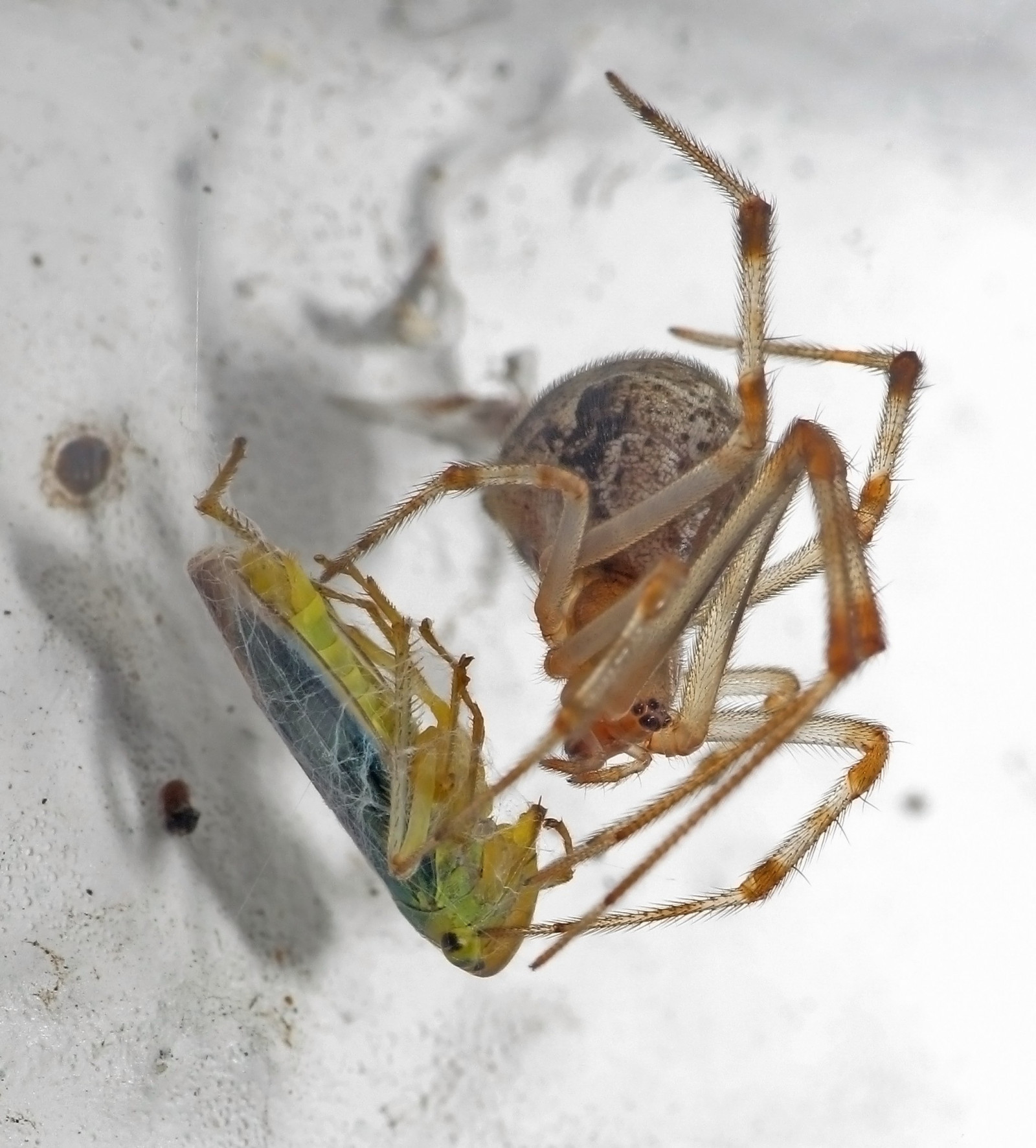 Wallpaper animals, insect, spider, fauna, close up, macro photography