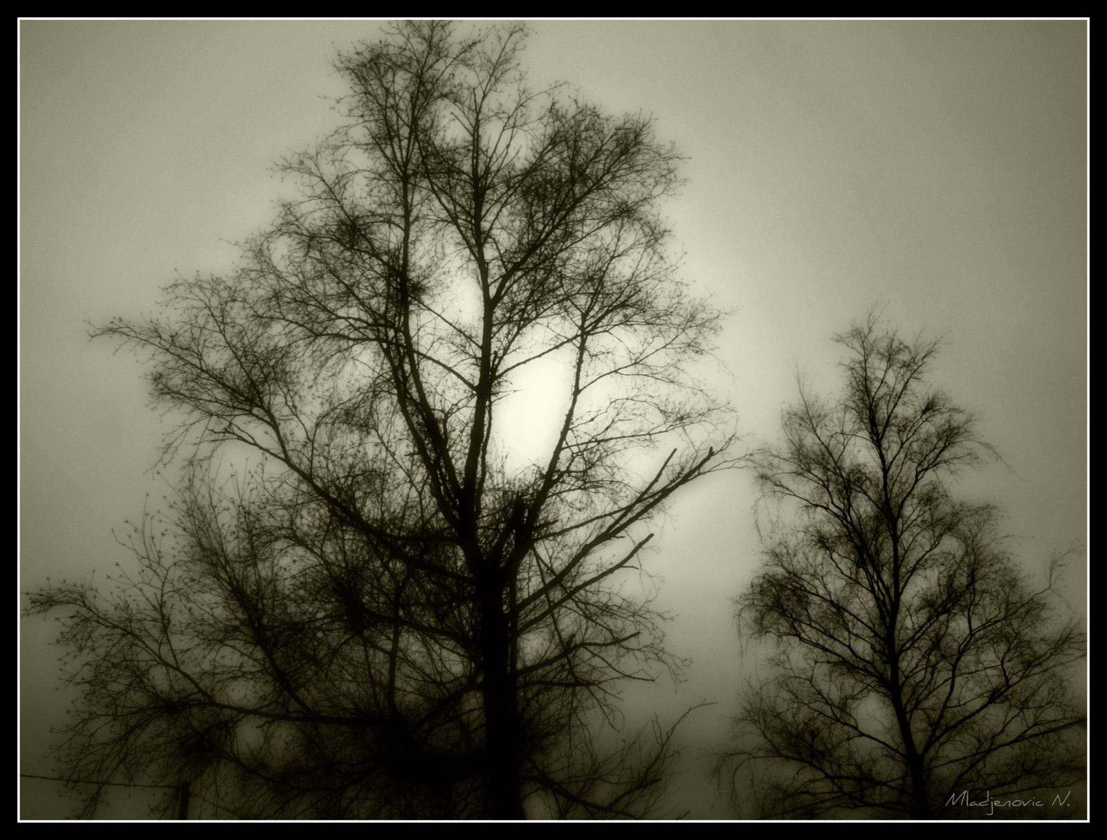 sollys, monokrom, mørk, natur, minimalisme, himmel, udendørs, vinter, silhuet, afdeling, morgen, tåge, sepia, atmosfære, Frankrig, Panasonic, KUNST, lys, Sky, træ, plante, drøm, form, digital, mørke, hiver, arbre, Lumix, abigfave, bravo, bourgogne, minimalistisk, zima, atmosfærisk fænomen, sort og hvid, monokrom fotografering, vedplante, FZ50, bordeaux, Yonne, Svetlost, mladjenovic, priroda, Morvan, DRVO