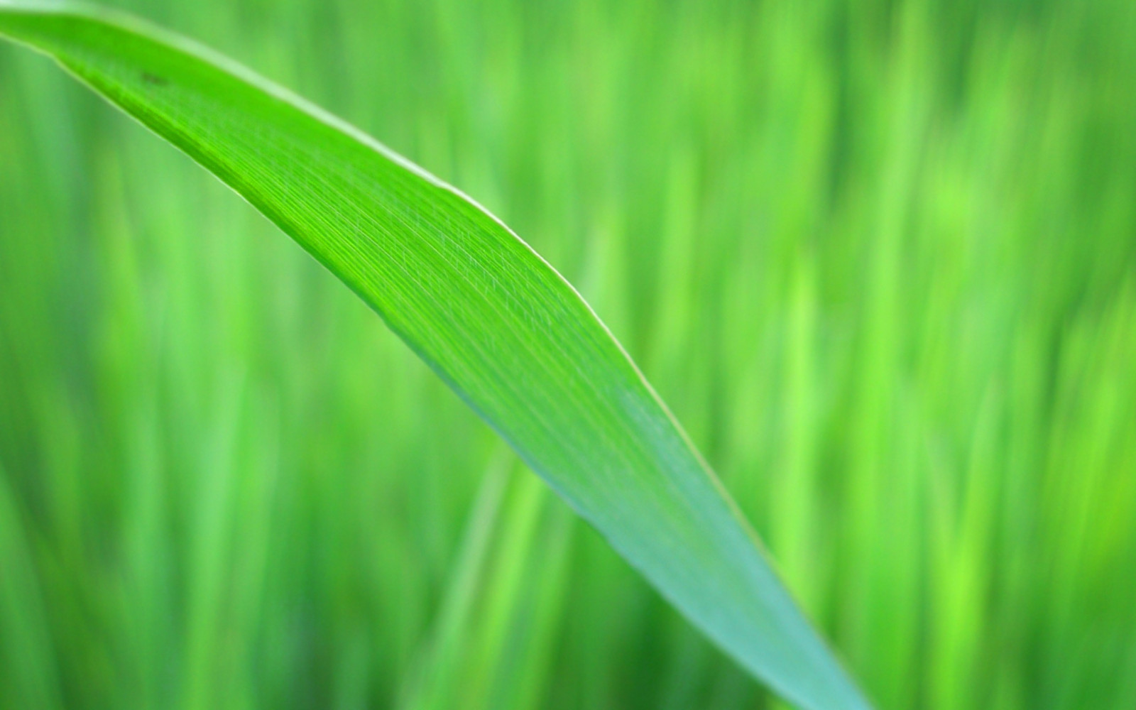 Sonnenlicht, Blätter, Natur, Gras, Pflanzen, Feld, Fotografie, Makro, Grün, Blatt, Blume, Wiese, Pflanze, Wiese, Rasen, Prärie, Computer-Tapete, Nahansicht, Makrofotografie, Grasfamilie, Pflanzenstamm