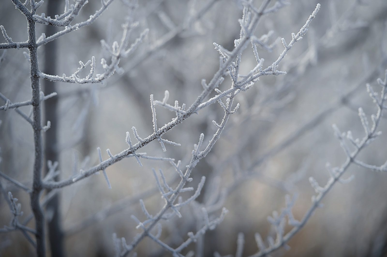 zima, mráz, bokeh, mrazivý, zimní slunovrat, Severní Dakota, prérie, NIKKOR, Gitzo, wintery, greatplains, 7020028, northernplains, nikond4, reallyrightstuffbh55