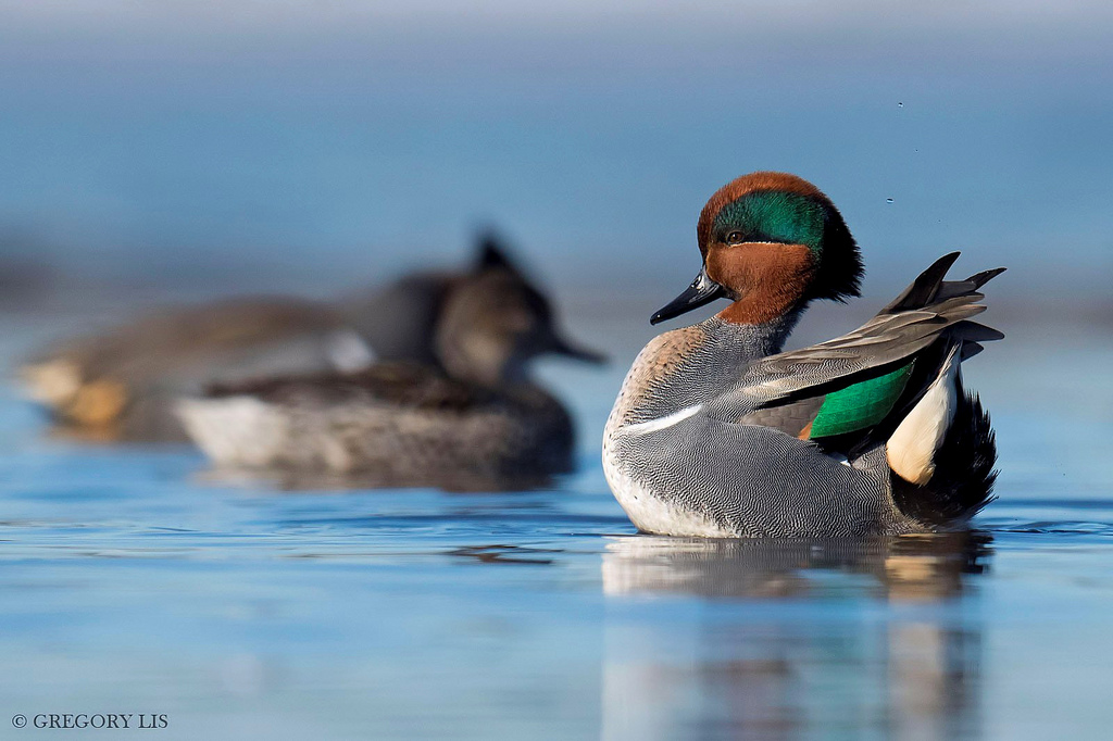greenwingedteal, anascrecca, burnabylake, britishcolumbia, กอริลลา, Gregorylis, nikond810, เป็ด, ภายนอก