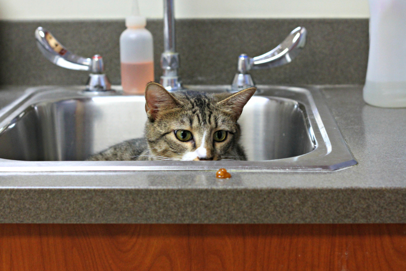 Wallpaper Rescue, pet, cats, 50mm, feline, vet, tabby, homeless