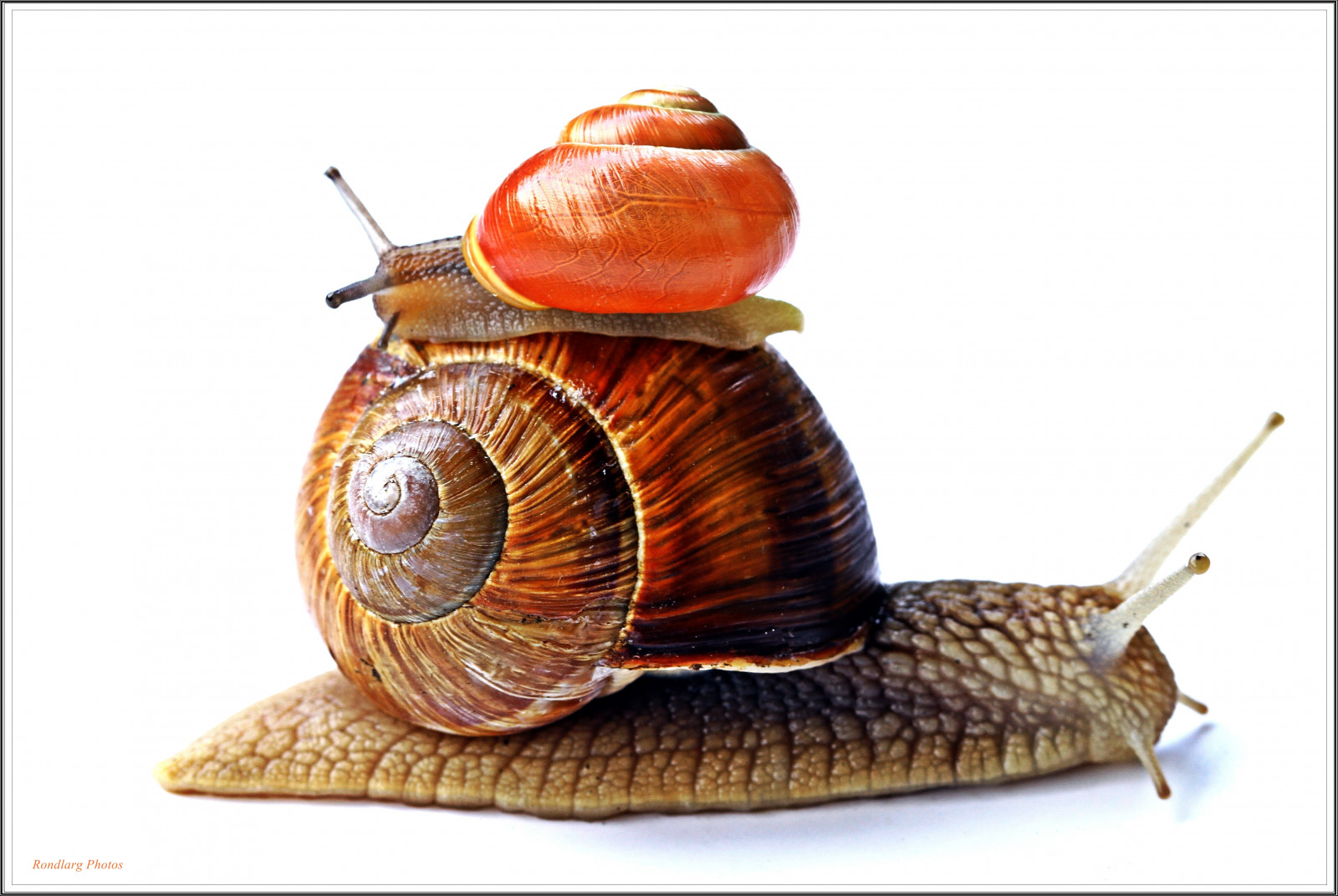 Baggrunde makro, snegl, 1001nights, Schnecke, 1001nightsmagiccity