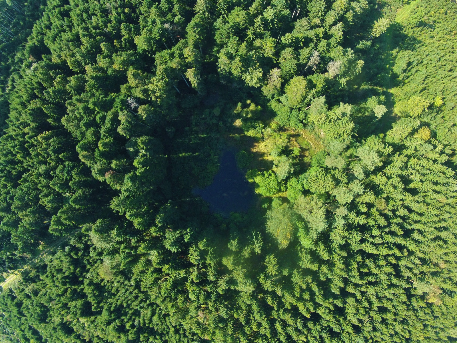 vegetace, zelená, přírodní rezervace, ekosystém, strom, les, biome, vodní zdroje, letecké snímkování, tropical and subtropical coniferous forests, deštný prales, mírné jehličnatý les, tráva, smíšený les, křoviny, Evergreen, džungle, prales