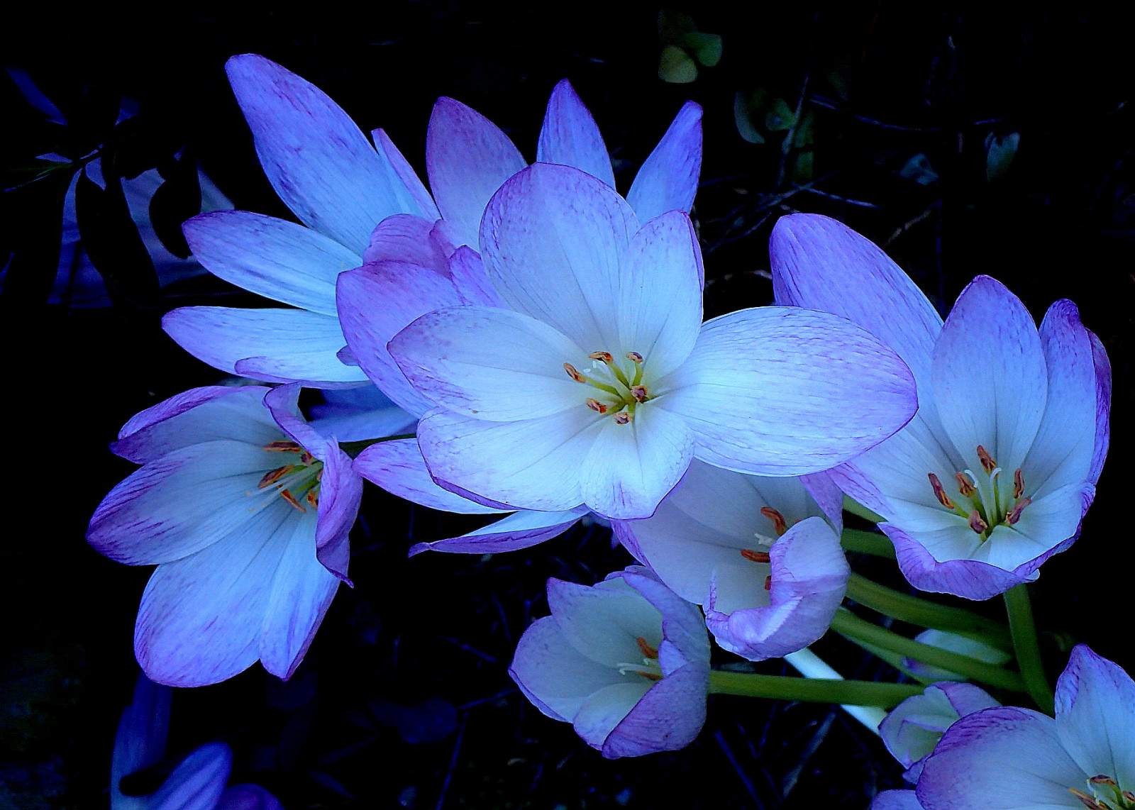 květ, rostlina, flóra, nachový, okvětní lístek, divoká rostlina, kvetoucí rostlina, jaro, zvonek rodina, jednoletá rostlina, bylina, fialová rodina, makro fotografie, závod stonek