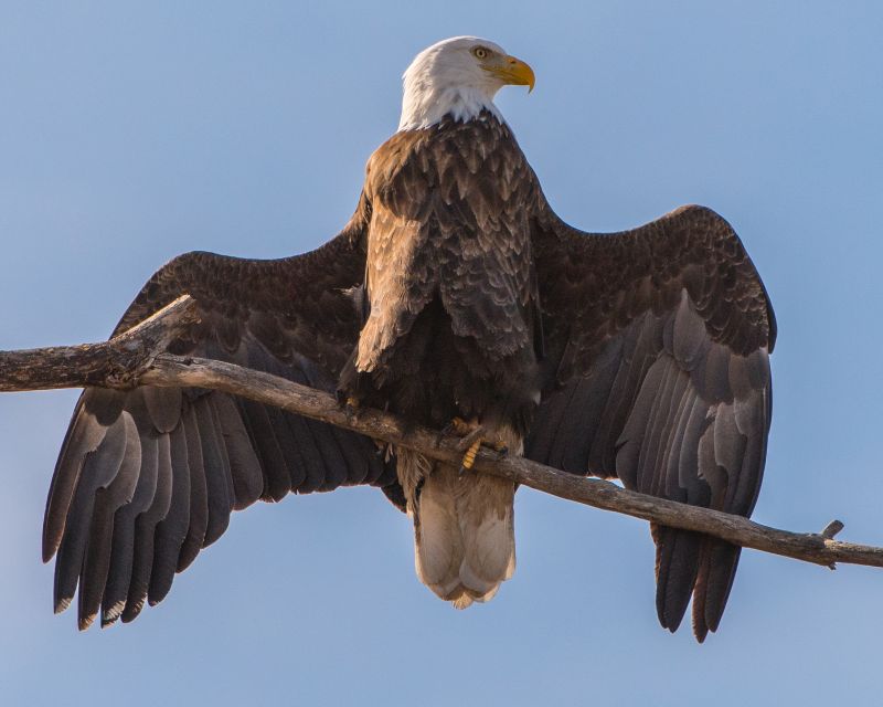 dyreliv,rovfugl,portrett,vinger,sitter,Ørn