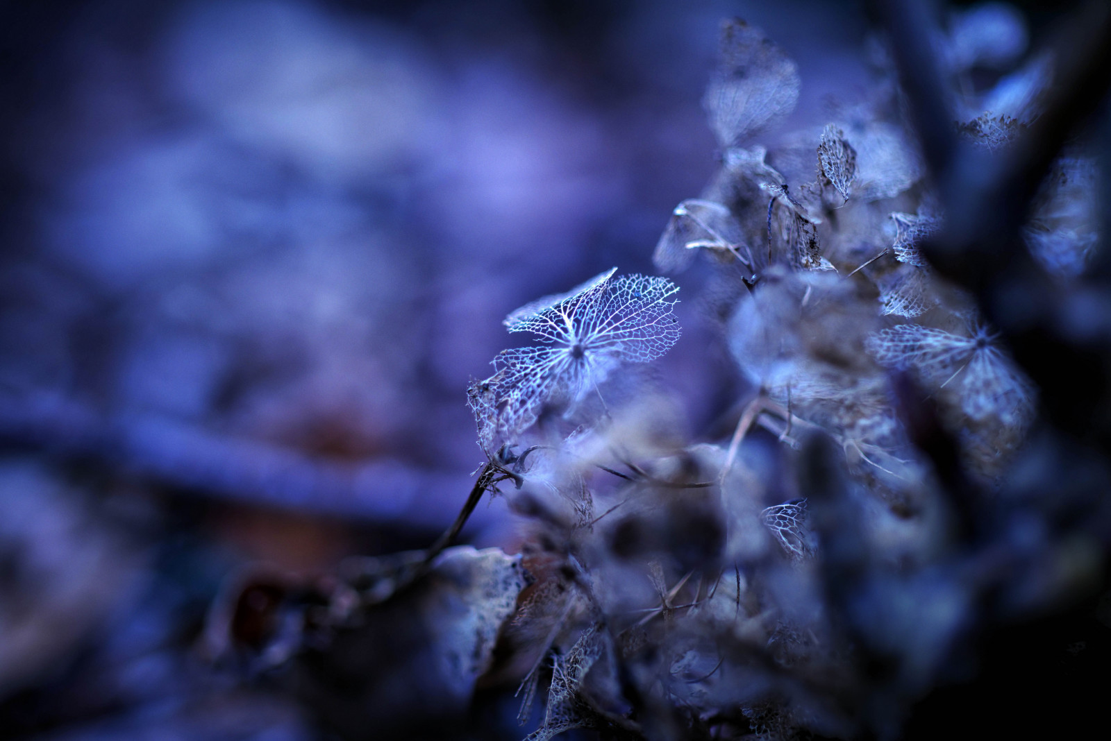 vesi, talvi-, valokuvaus, haara, sininen, halla, ilmapiiri, Nikon, Pakastaminen, hortensia, pudota, carlzeiss, pimeys, makroplanar, D800E, oksa, taustakuva, lähikuva, makrokuvaus, kosteus, organismi, makroplanart250, macroplanar, Makroplanart250zf, stock photography