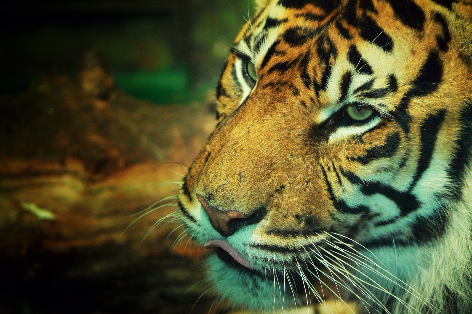 Černá, kočka, Příroda, tráva, tygr, Volně žijících živočichů, Kánon, oranžový, letní, velké kočky, zoologická zahrada, bokeh, Evropa, kníry, džungle, pruhy, Spojené království, Koťátko, řev, Tamron, zvíře, jazyk, kotě, dSLR, fauna, savec, gb, 1100D, Chester, blbeček, čenich, carnivoran, organismus, kitteh, mňoukat, chesterzoo, zajetí, pouliční rváč, sumaterský, Sagat, mňoukat, Uppercut, terrestrial animal