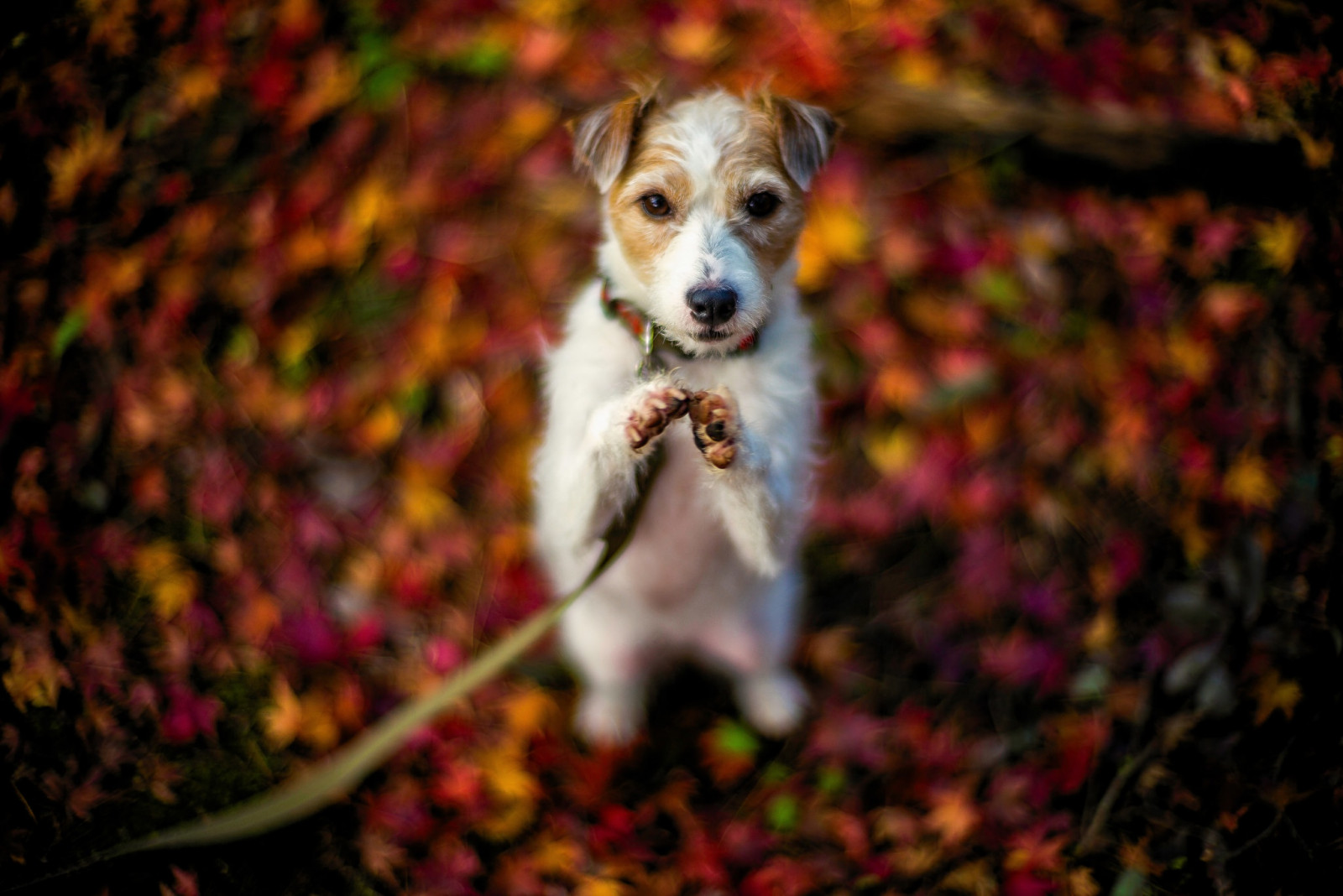 Wallpaper dog, animals, macro 2048x1368 WallpaperManiac 1203105