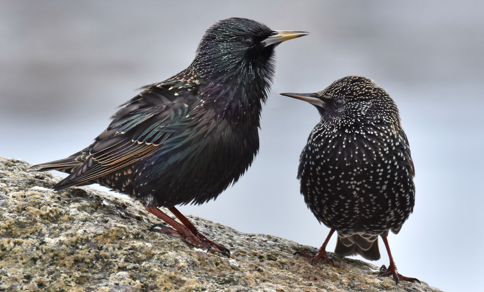 uccelli, Norvegia, natura, primavera, becco, uccello canoro, storno, all'aperto, uccello, piuma, merlo, fissare, ala, fauna, var, appollaiati uccelli, organismo, cinclidae, vecchio mondo pigliamosche, Emberizidae, scricciolo, febbraio, kulturlandskap, avifauna, storni, sturnusvulgaris, karm y, St t, Sj kant, Lang ker, Tarevika, water ouzel