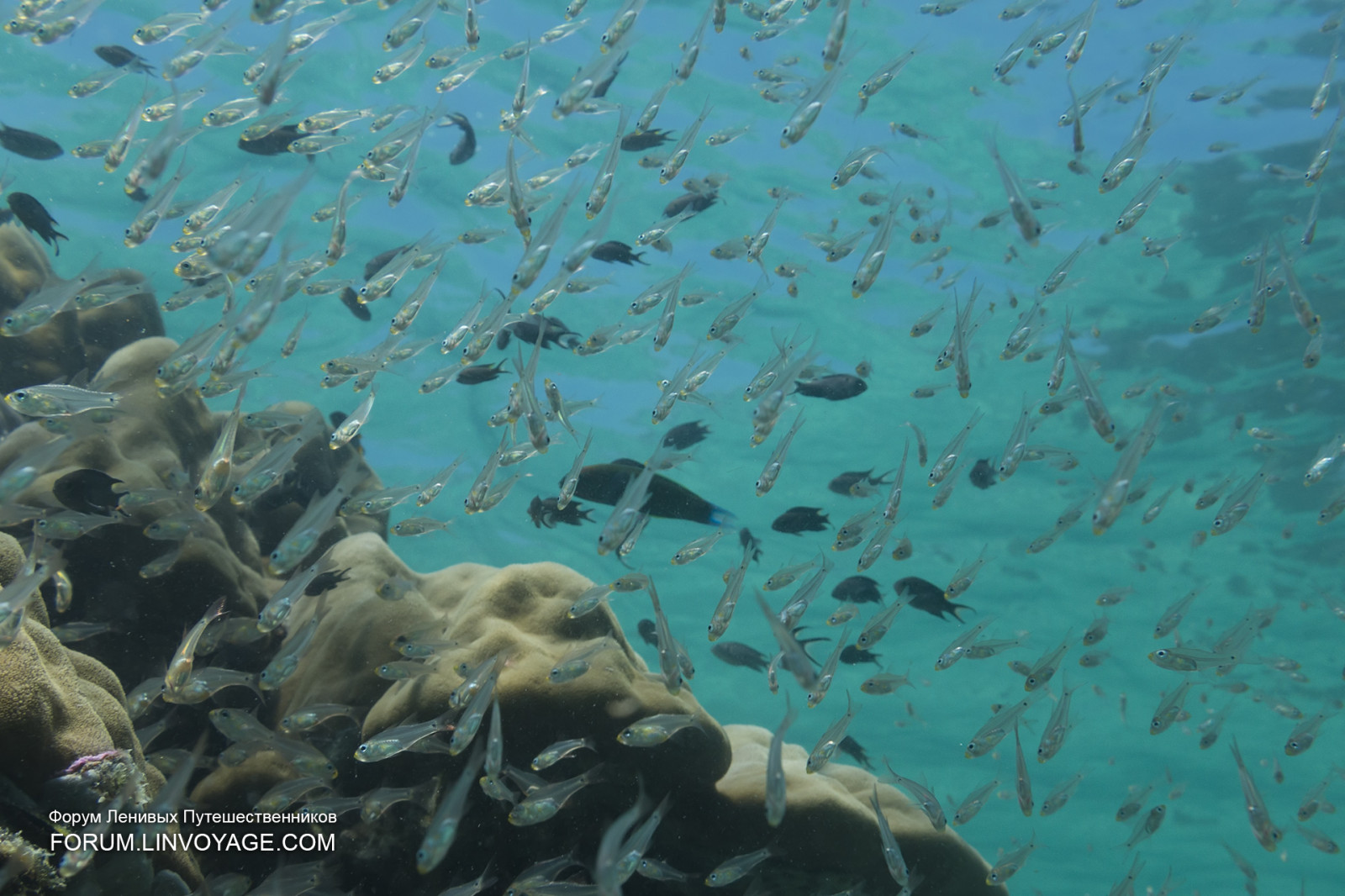 sportovní, moře, voda, Ryba, zelená, modrý, Pod vodou, korál, ostrov, Malajsie, korálový útes, šnorchlování, Thajsko, potápění, biologie, potápění, oceán, skořápka, Pattaya, Samui, phuket, Lanta, korály, Lipe, útes, mořská biologie, vodní sport, potápění, korálový útes fish, hejno