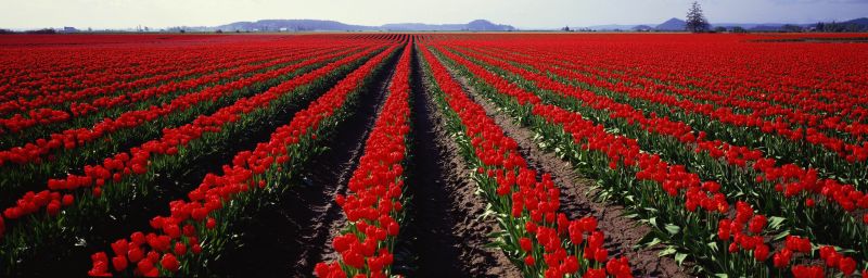 fiori,campo,fiore,pianta,tulipano,paesaggio