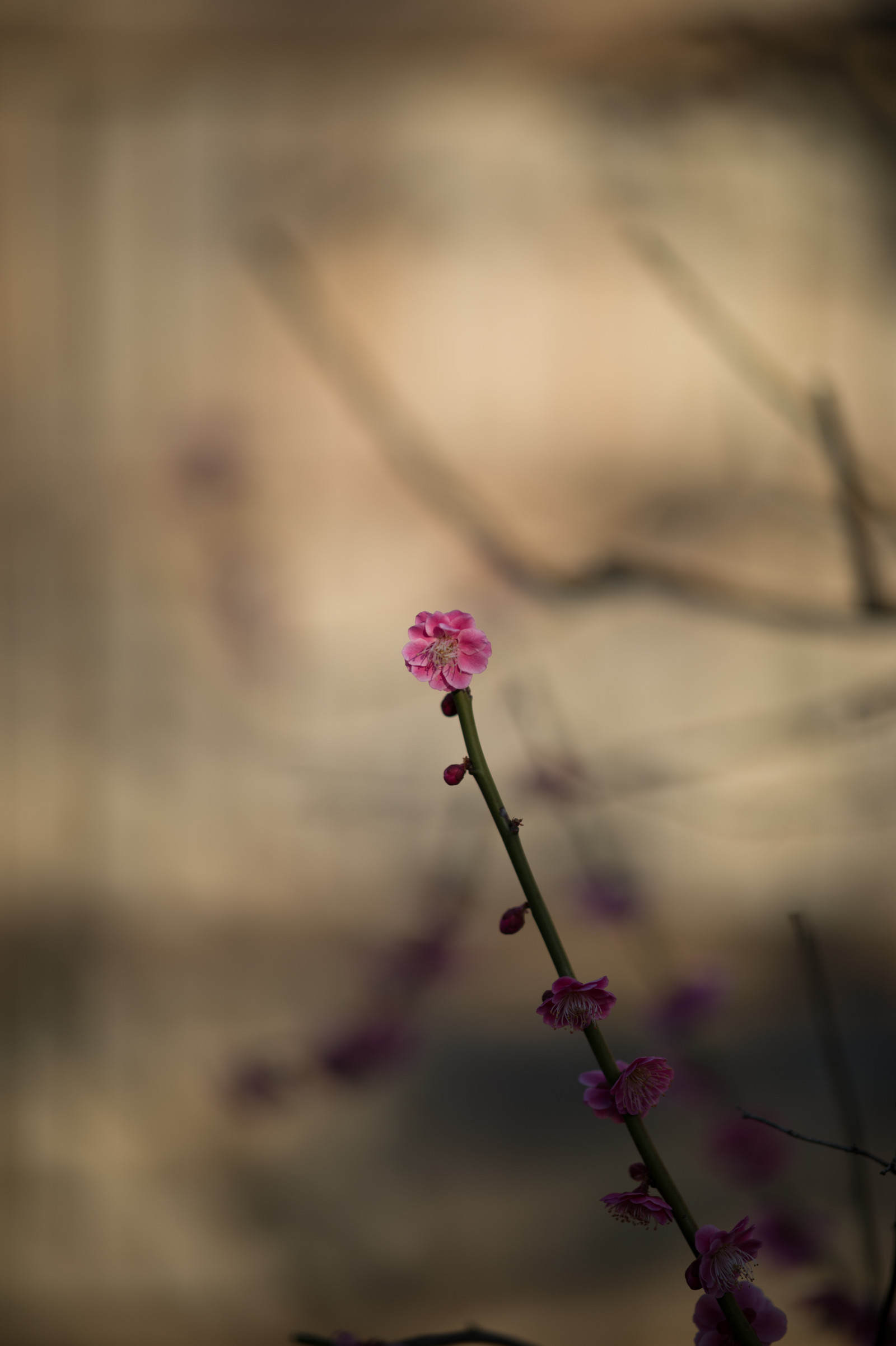 Japonsko, slunečnímu záření, západ slunce, Příroda, Červené, odraz, nebe, fotografování, větev, ráno, Nikon, květ, jaro, Tokio, jp, světlo, barva, mrak, NIKKOR, list, květ, rostlina, UME, flóra, tma, afs105mmf14eed, afsnikkor105mmf14eed, df, ikegamibaien, Ikegami, japaneseapricot, zblízka, makro fotografie, závod stonek