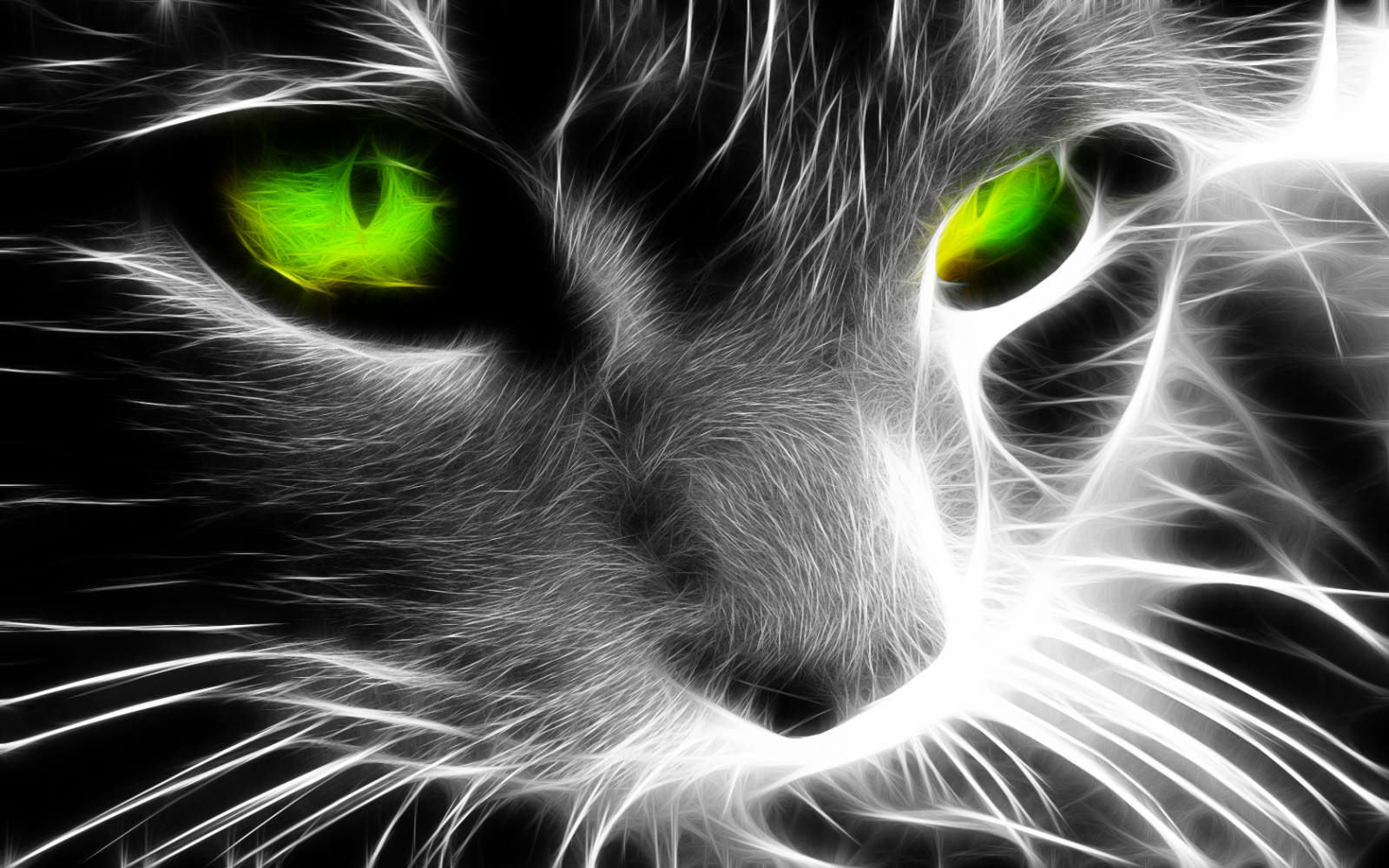 ilustrace, kočka, černobílý, nos, kníry, Černá kočka, savec, 1680x1050 px, počítač tapeta, Černý a bílý, monochromatické fotografování, obratlovců, zblízka, kočka jako savci, malé až středně velké kočky