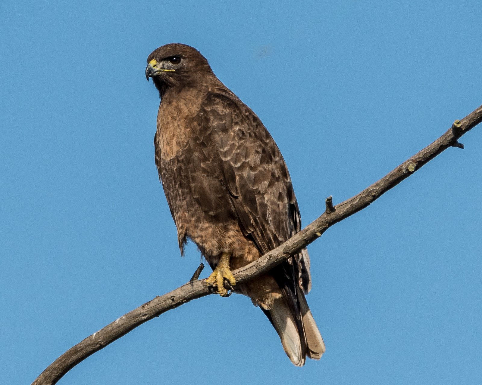pták, ptactvo, jestřáb, raptor, redtailedhawk, Sanjoaquinrivernationalwildlifearea, buteo, buteojamaicensis, birdofprey, Rufousmorph