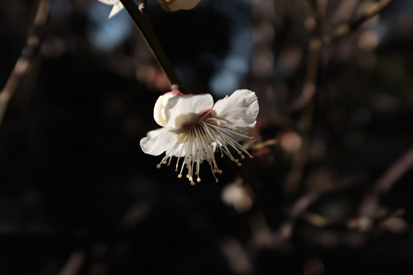 Japonsko, Příroda, fotografování, větev, květ, jaro, Tokio, Fujifilm, strom, podzim, list, květ, rostlina, UME, flóra, okvětní lístek, Fujinon, ikegamibaien, Ikegami, japaneseapricot, classicchrome, x, x100, x100t, divoká rostlina, vyrobit, botanika, suchozemská rostlina, kvetoucí rostlina, zblízka, makro fotografie