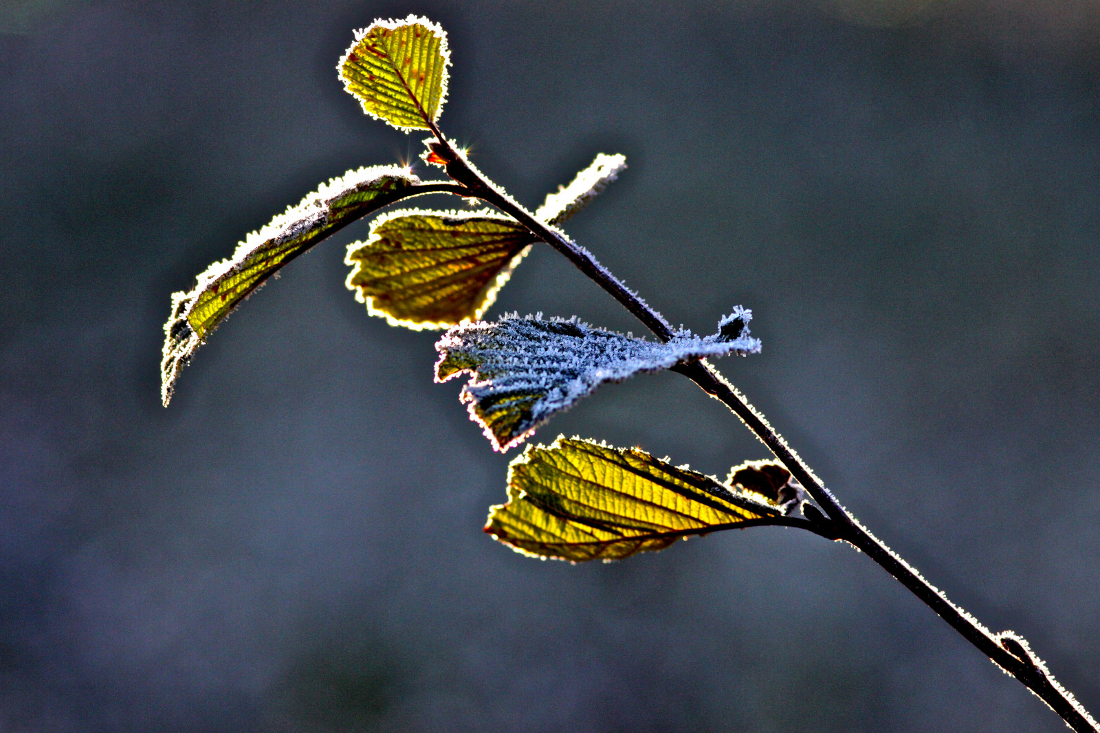 sommerfugl, insekt, lys, flickr, Lumiere, updatecollection, Kvist, makrofotografering, hvirvelløse, leddyr, membran vingede insekt, bestøver, møl og sommerfugle, gmayster01