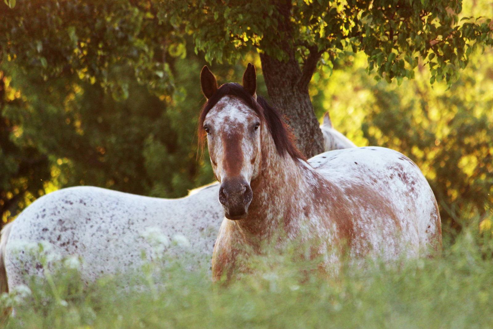 kůň, tráva, Volně žijících živočichů, kon, strom, list, hospodářská zvířata, pastvina, louka, kobyla, fauna, kůň, zálesí, čenich, hříva, kůň jako savci, hřebec, mustang kůň, caballo, pferd, cavallo, kůň