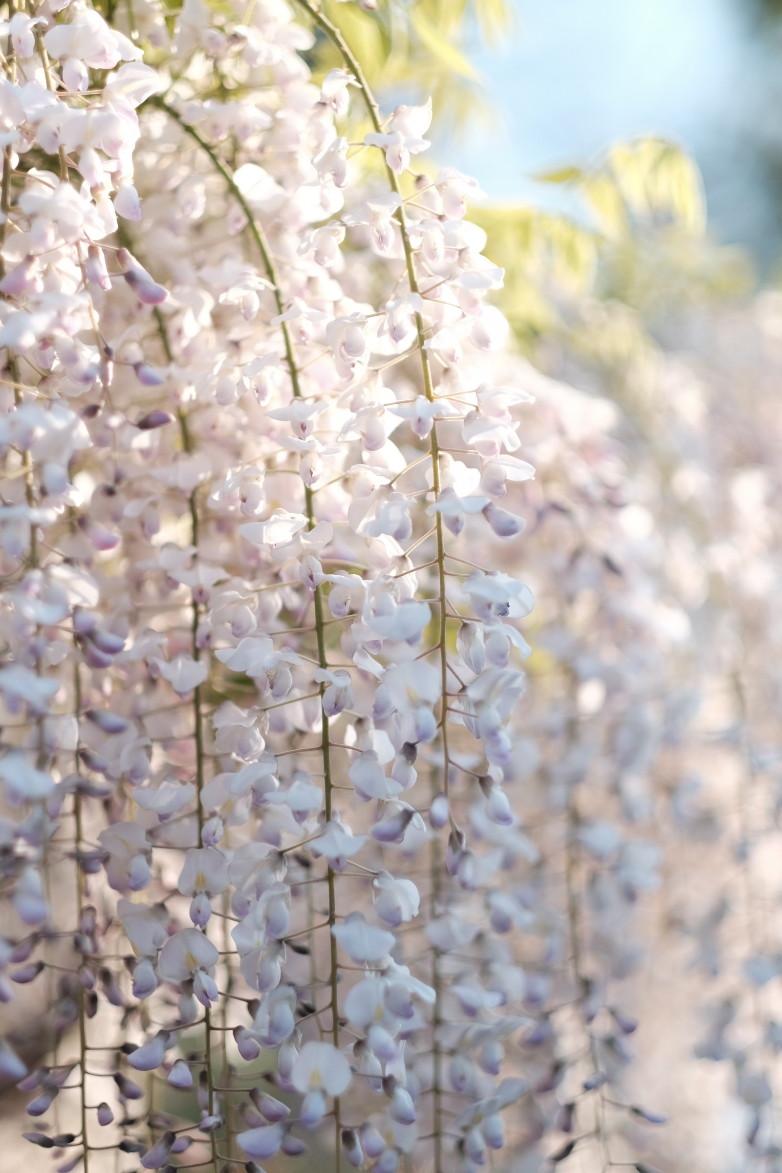 Japan, afdeling, frost, cherry blossom, blomst, forår, Tokyo, Fujifilm, Wisteria, træ, blad, blomst, plante, sæson, flora, Fujinon, x, xf56mmf12r, xf56mm, Kameido, xt1, kameidotenjin, Kvist, fremstille, botanik, jord plante, blomstrende plante