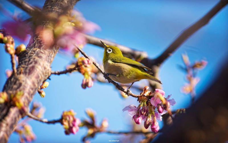 ptactvo, zvěř, Příroda, rostliny, fotografování, větev ptactvo, zvěř, Příroda, rostliny, fotografování, větev