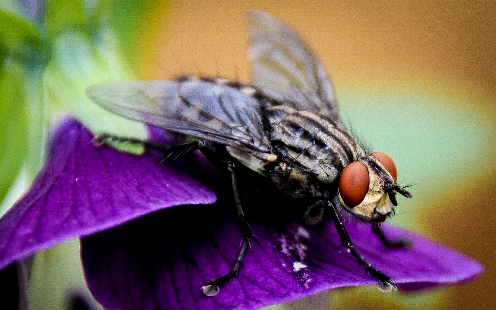 rød, øje, andy, Wales, Canon, insekt, Flyve, Animal Planet, Pencoed, 100d, gocher, sigma18250, canon100dsigma18250