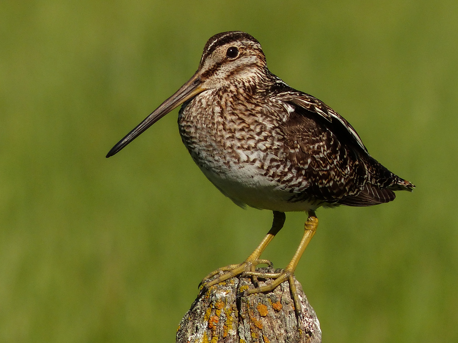 Kanada, pták, Příroda, ptactvo, lumix, dospělý, bokeh, prozkoumat, Alberta, pointandshoot, posazený, lišejník, boční pohled, ornitologie, planeta zvířat, influenza, plotový kůl, shorebird, útočit, Gallinagogallinago, Wilsonssnipe, Zajímavost98, annkelliott, anneelliott, swofcalgary, fz200, panasonicdmcfz200, Explore2014june26
