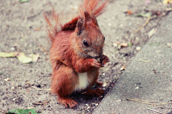 squirrel,animal,food,cute