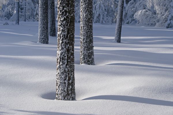 snow,winter,forest,sky,ice,frost