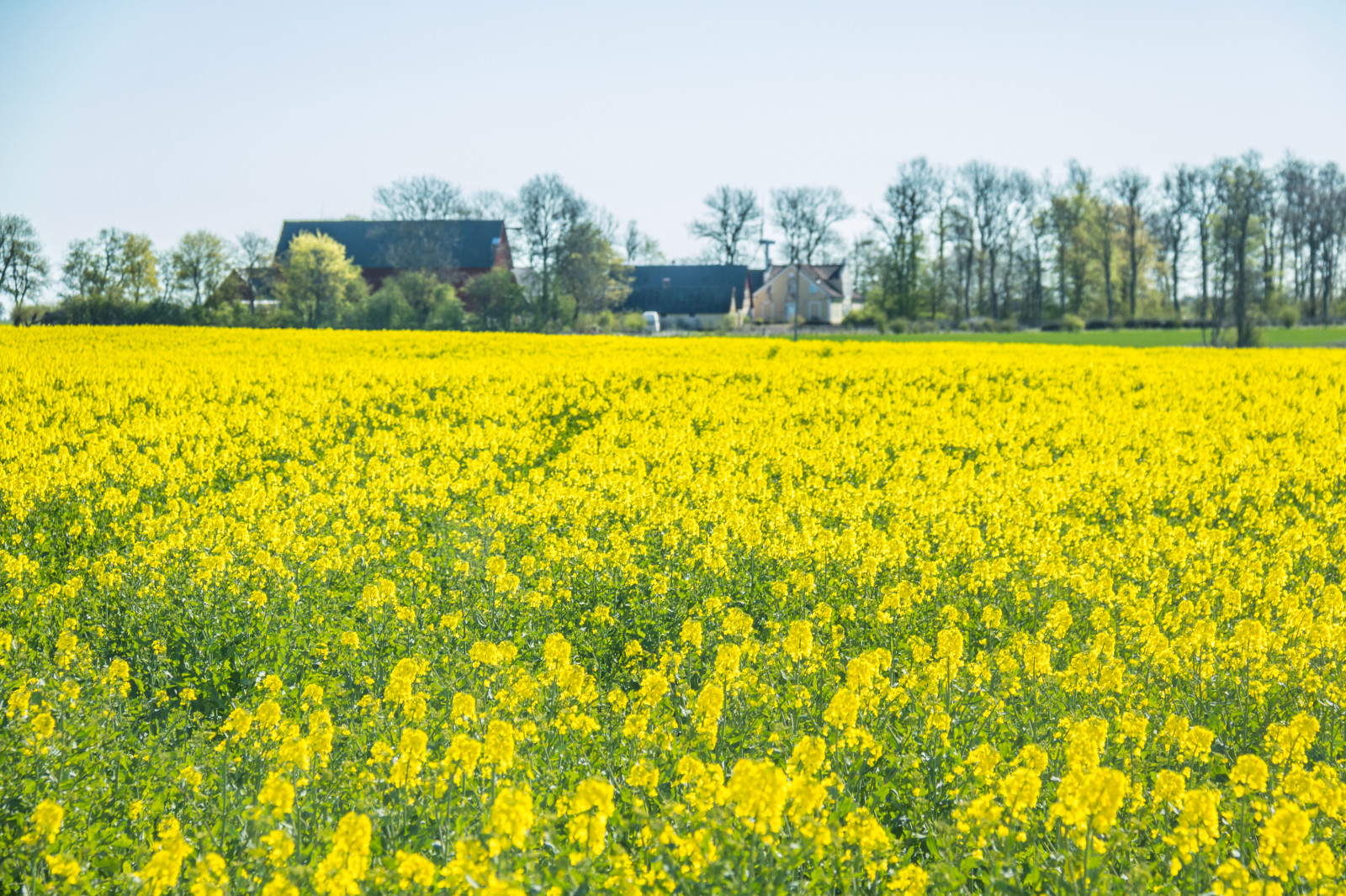jídlo, pole, žlutý, řepkového, květ, lučina, rostlina, venkov, nárazy, gul, f lt, s dersl tt, řepka, zemědělství, louka, prostý, divoká rostlina, prérie, venkov, vyrobit, suchozemská rostlina, kvetoucí rostlina, tráva rodina, zeleninový, brassica, hořčice závod, brassica rapa, hořčice a zelí rodina