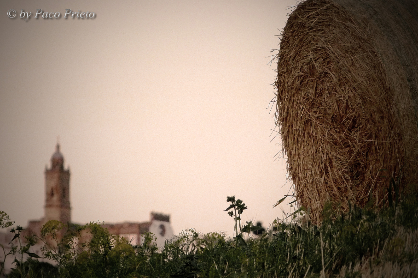 věž, UMĚNÍ, primavera, alpaka, kostel, Příroda, jaro, zajímavý, Španělsko, torre, tvořivý, iglesia, Paca, Panasonic, prozkoumat, textury, cadiz, Medina, pako, Paja, texturas, heno, fardo, F42, Prieto, medinasidonia, Sidonia, santamarialacoronada, rotopaca, baladepaja, dmcfz45, alpacadepaja, flickrstruereflection3, pacoprietofjprieto71
