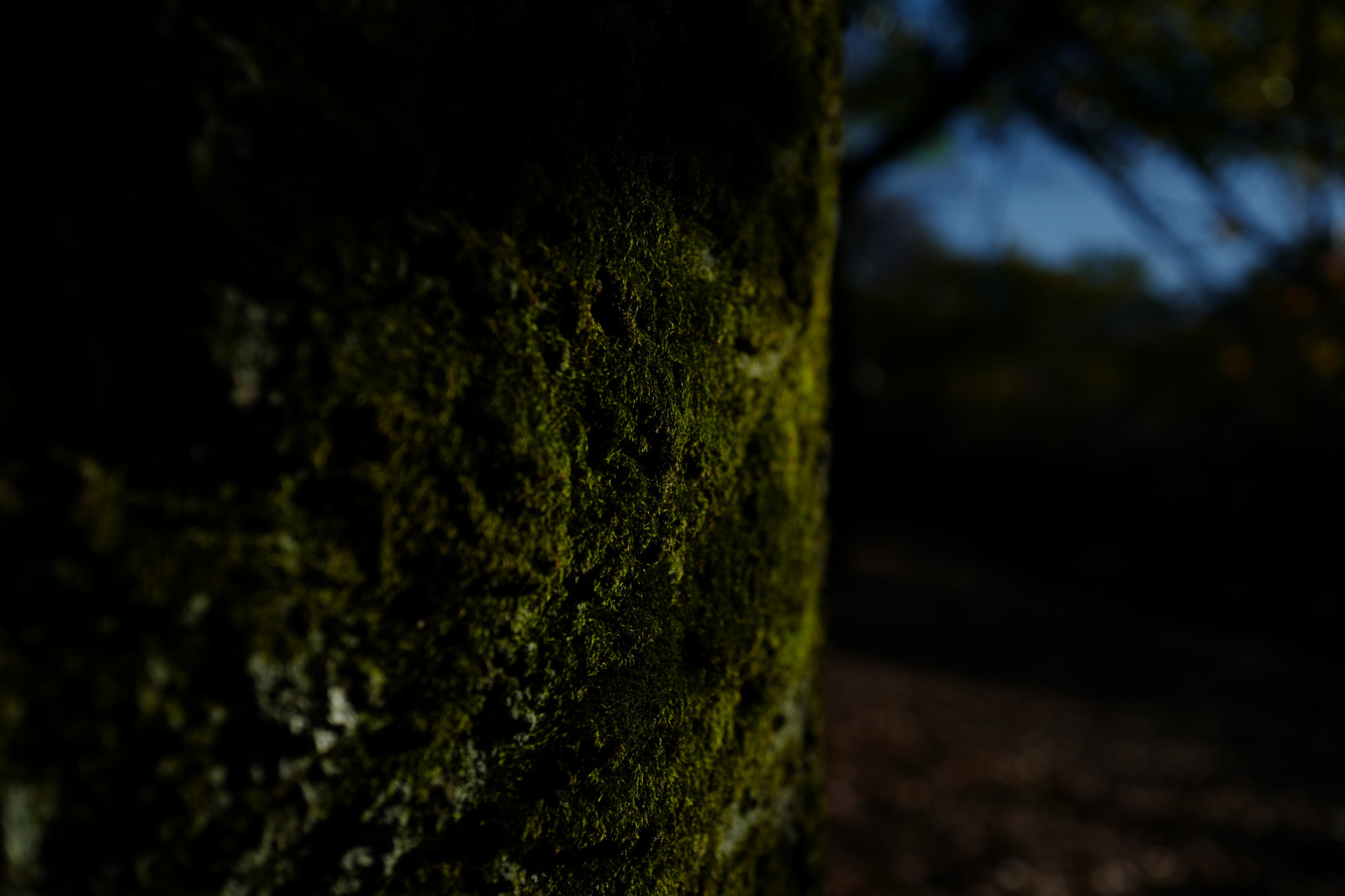 Japonsko, slunečnímu záření, les, noc, Příroda, odraz, tráva, větev, zelená, ráno, textura, Leica, Tokio, jp, světlo, strom, podzim, list, květ, rostlina, sezóna, tma, Shinjuku, shinjukugyoen, summilux, leicaq, summilux1728, q, 1728, zálesí, půda, místo výskytu, přírodní prostředí, atmosférický jev, dřevina, makro fotografie