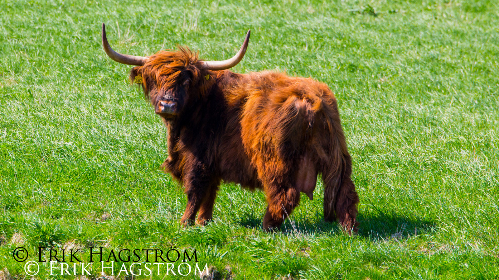tráva, růžky, Volně žijících živočichů, bizon, kráva, Býk, F28, Tamron, 70200, vc, lučina, hospodářská zvířata, pastvina, dobytek, yak, louka, fauna, roh, vysočina, canon650d, dobytek, jako je savec, vůl, kráva koza rodina, organismus, pastvisko, highlandcattle, texas longhorn, Tamronsp70200f28divcusd, terrestrial animal
