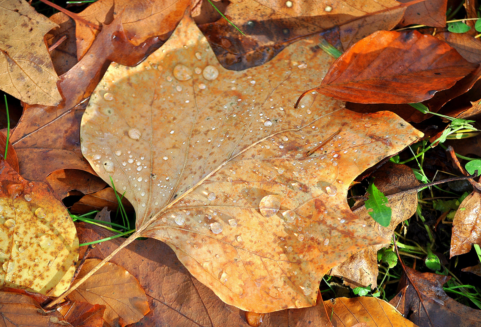 listy, Skála, Příroda, dřevo, větev, 2012, strom, podzim, list, rostlina, sezóna, Herbst, baum, Laub, půda, botanika, suchozemská rostlina, dřevina, makro fotografie, Javorový list, spitmcgee, Aachen, vonhalfernpark, changingcolour, farbwechsel