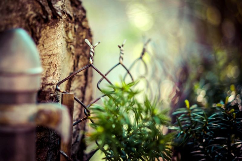 sunlight, forest, depth of field, sea, nature, wood sunlight, forest, depth of field, sea, nature, wood