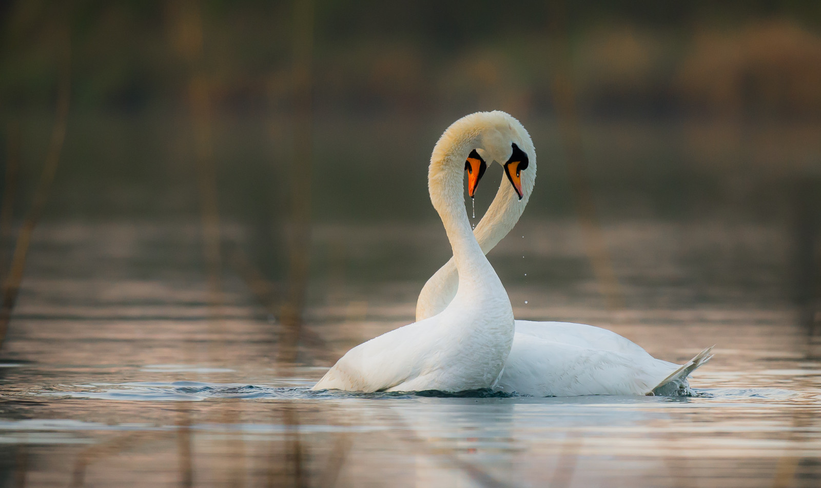 vand, natur, afspejling, vinger, fjer, flod, dyreliv, svane, and, forår, næb, Flyve, Refleks, Ali, fugl, skønhed, primavera, vinge, bratsch, natura, acqua, fiume, Uccello, fauna, Bellezza, slr, Riflesso, letvægt, vandfugle, hvirveldyr, vand fugl, ducks gæs og svaner, anatra, Volo, Leggerezza, Becco, PIUME