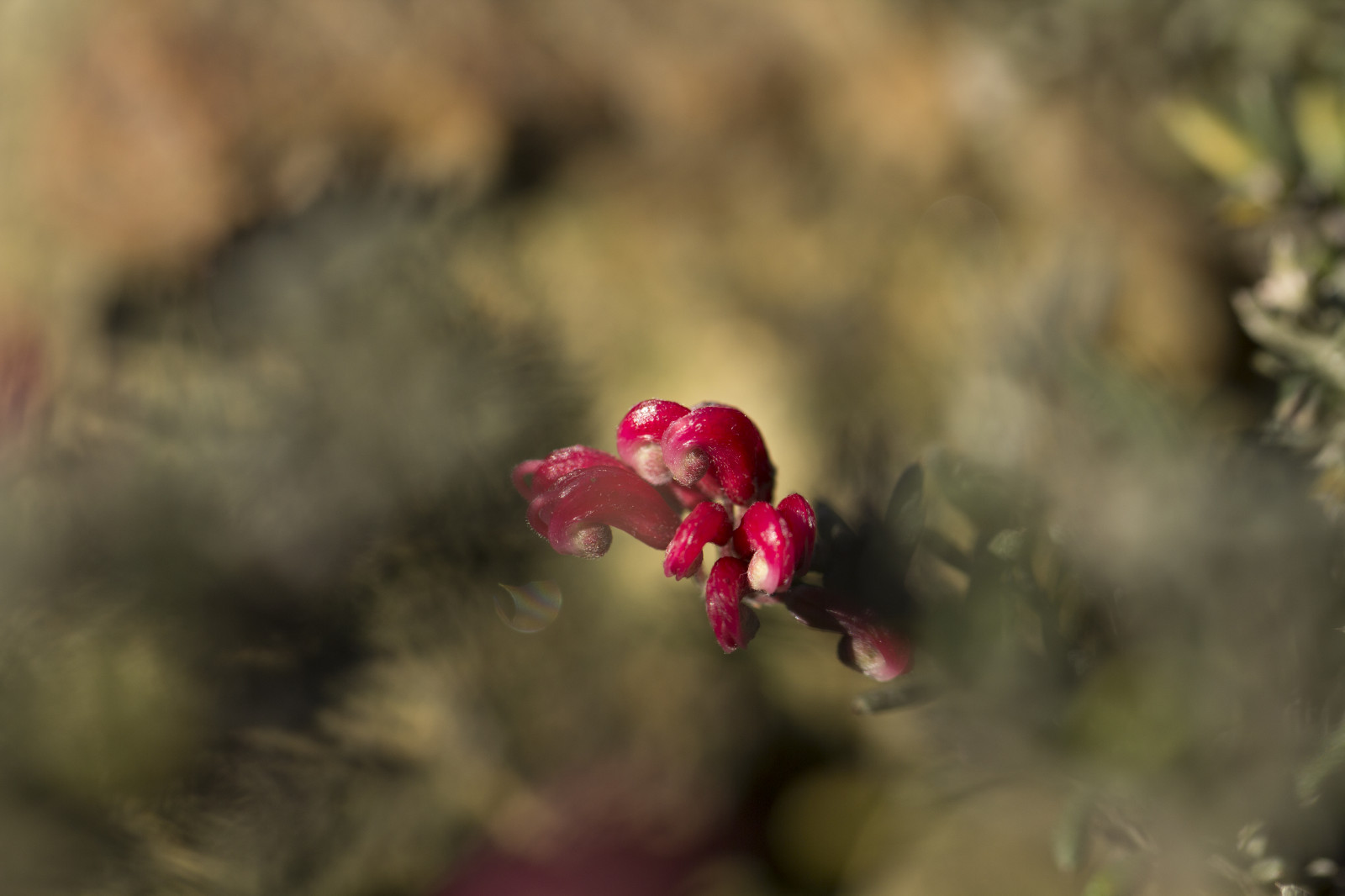 sollys, have, natur, parkere, vinter, afdeling, morgen, blomst, lyserød, forår, Australien, hjemmehørende, Victoria, australsk, Melbourne, 2014, efterår, blad, blomst, plante, flora, knop, august, botanicgarden, kronblad, wildflower, botanik, tæt på, makrofotografering, stængelplante, botanisk, sprinter, Cranbourne, royalbotanicgardenscranbourne, cranbournebotanicgardens, australiannativeplant
