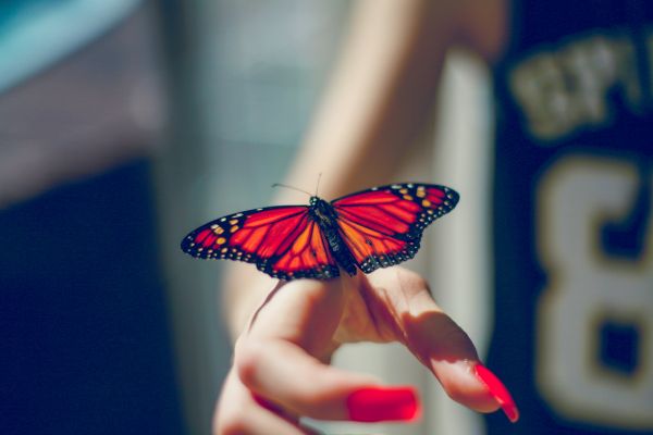 hand,butterfly,insect