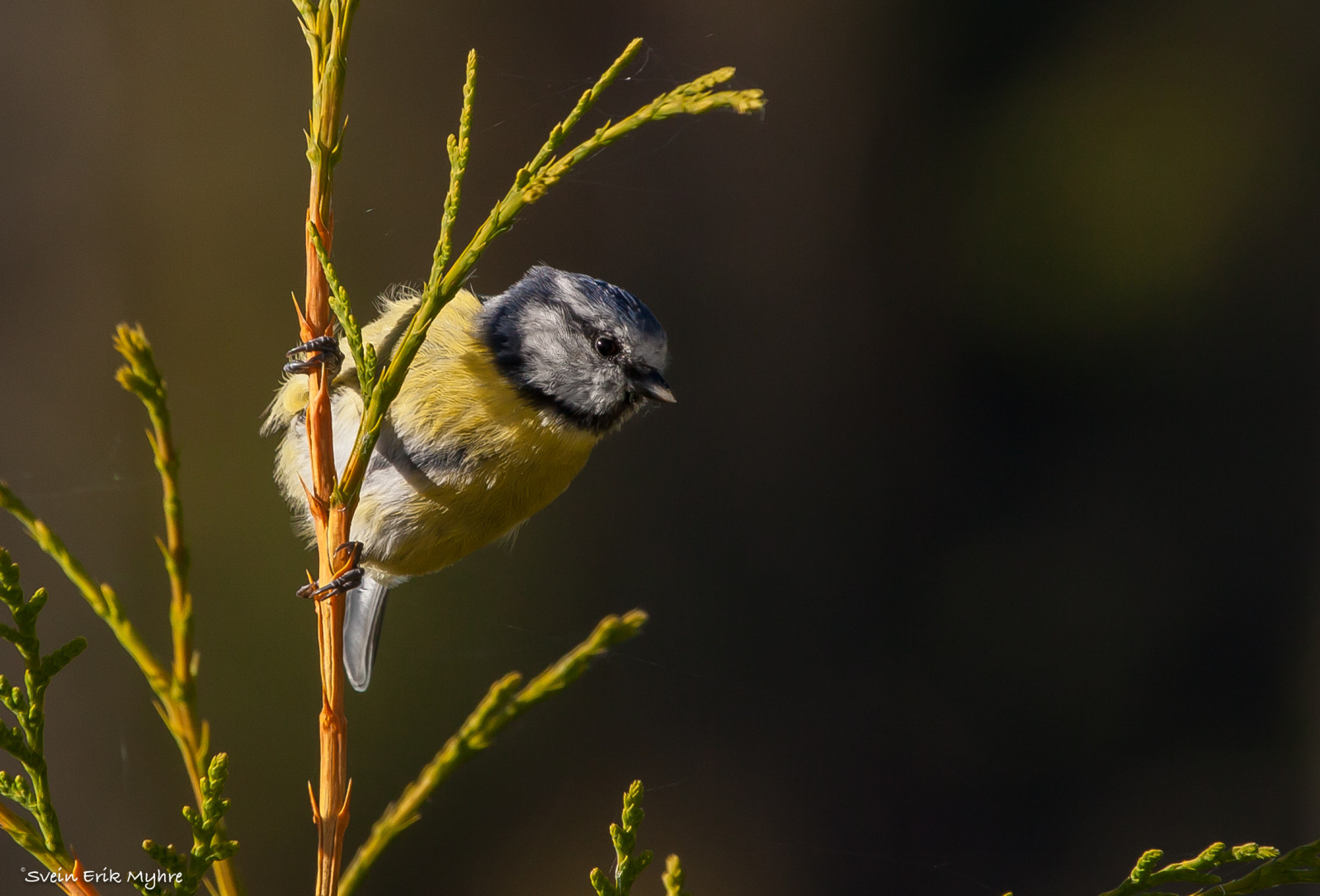 Vogel, Fauna, Schnabel, Zweig, Fink, Tierwelt, Ast, Flora, Chickadee, Organismus, Hockende vogel, Emberizidae, Makrofotografie, Alte Welt Fliegenschnäpper