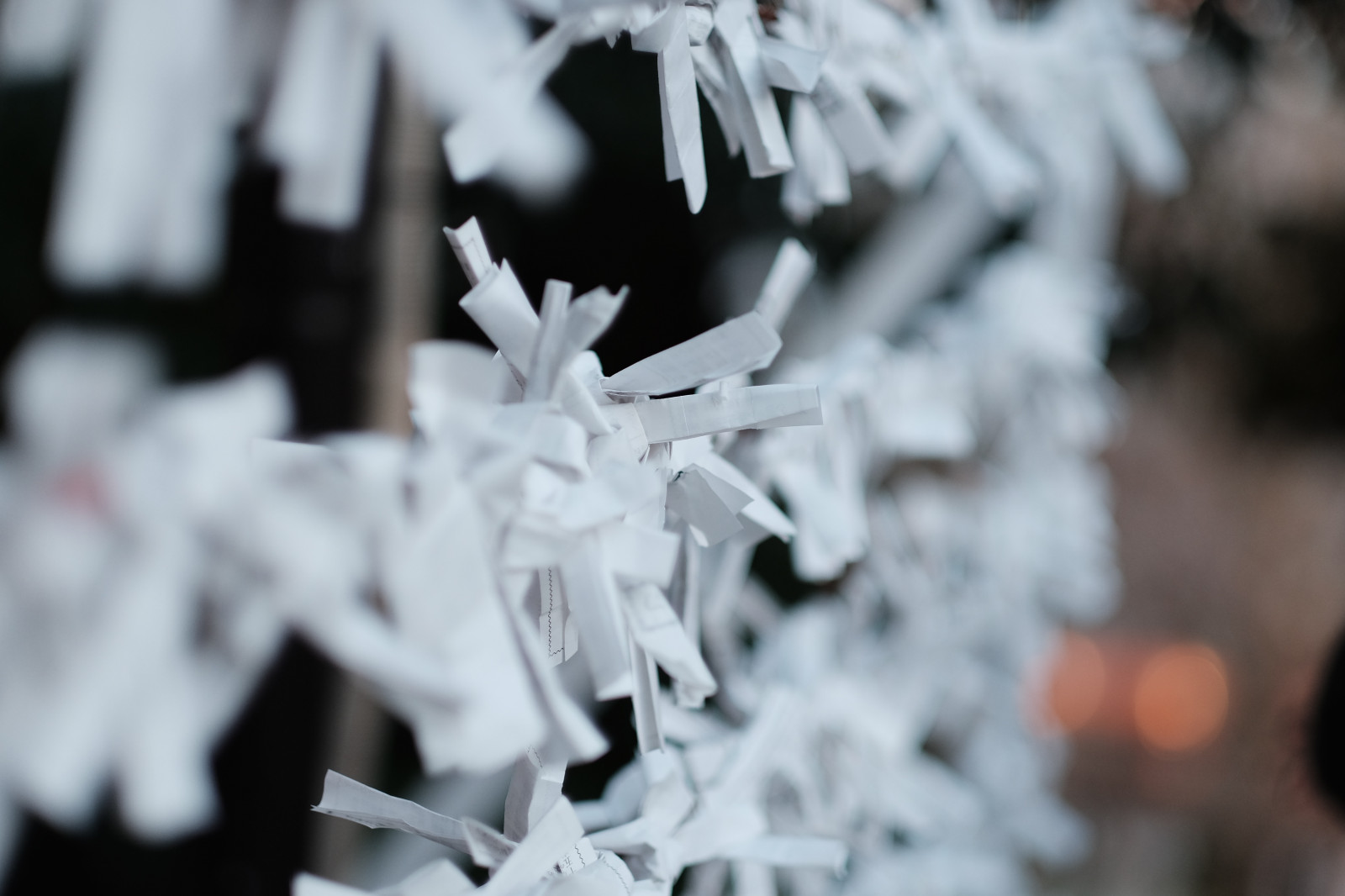 bílý, sníh, zima, fotografování, větev, led, mráz, jaro, Tokio, zmrazení, Fujifilm, květ, počasí, rostlina, sezóna, Fujinon, classicchrome, x, xf56mmf12r, xf56mm, XT1, Meguro, megurofudoson, zblízka, makro fotografie