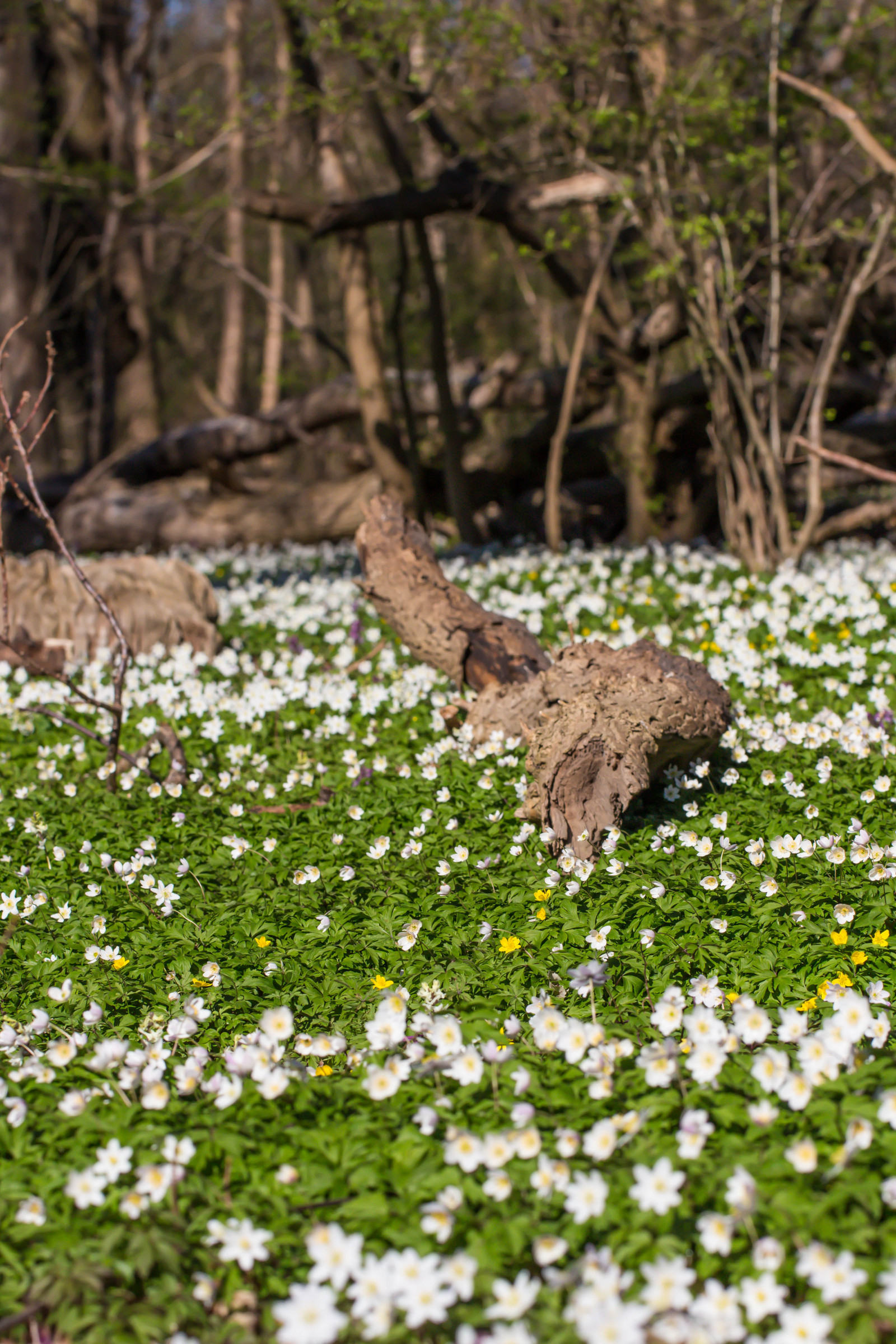 les, zahrada, Příroda, tráva, park, zelená, Volně žijících živočichů, květ, jaro, Sasanka, strom, list, květ, rostlina, flóra, Blomma, v r, jaro, Alnarp, vitsippa, alnarpsparken, louka, fauna, divoká rostlina, trávník, zálesí, půda, místo výskytu, přírodní prostředí, botanika, suchozemská rostlina, kvetoucí rostlina, ekosystém