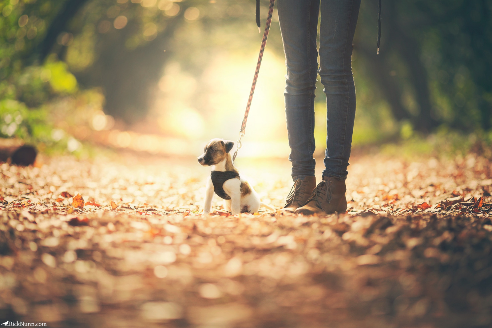 slunečnímu záření, listy, Příroda, tráva, nebe, park, fotografování, větev, Pes, slunce, boty, Zvedák, cesta, Vrabec, Vést, světlo, strom, podzim, Procházka, list, rostlina, dívka, zábava, les, fotografie, krátký, sedět, russell, zálesí, obratlovců, canonef135mmf2lusm, pes jako savec, teriér, JRT, bandita, nohama, Shortie, Štěňátka