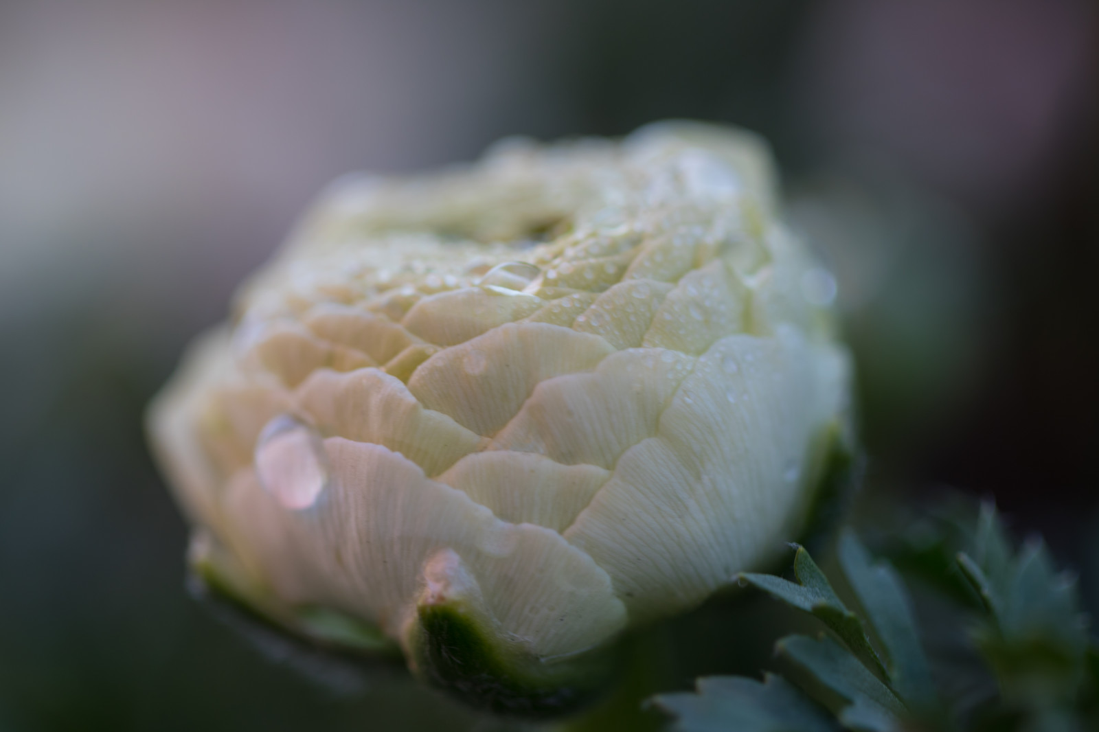 acqua, fotografia, verde, giallo, fiorire, ranuncolo, fiore, pianta, flora, germoglio, goccioline, blomma, Ranunkel, katrinetorp, katrinetorpslanderi, petalo, peonia, botanica, impianto di terra, pianta fiorita, avvicinamento, fotografia macro, staminali vegetali