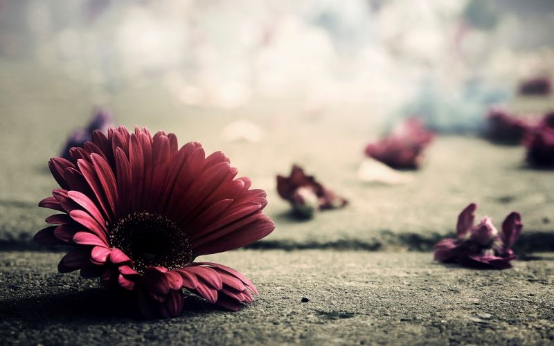 fall,surface,flower,petals,fragile