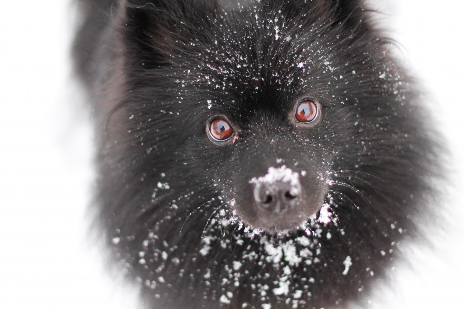 Pes, sníh, Černá, stěna, Kánon, Suomi, Finsko, eos, 50mm, fotografie, jaro, Europa, flickr, 50, lumi, špicl, Jani, Upravit, autumm, Joensuu, syksy, messi, koira, musta, pohjoiskarjala, sein, hiutale, northkarelia, 1100D, mittelspitz