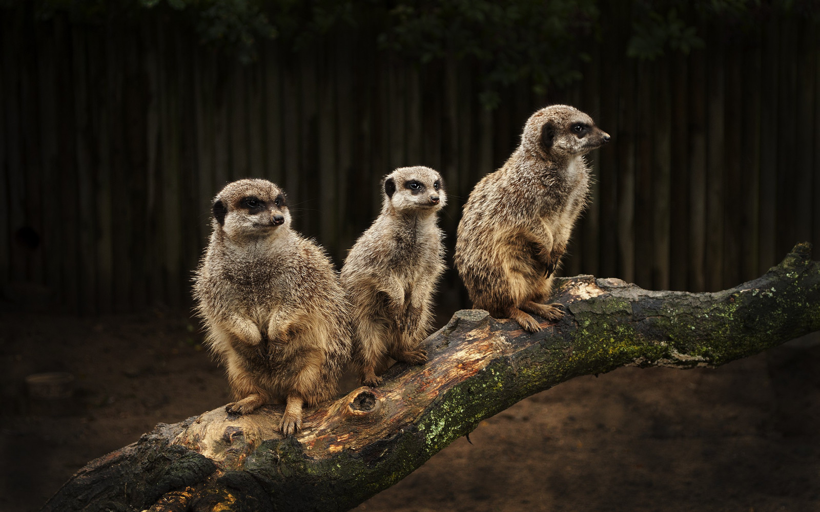 dyr, dyreliv, surikater, desmerdyr, suricate, meerkat, fauna, pattedyr, 2560x1600 px, snude, organisme