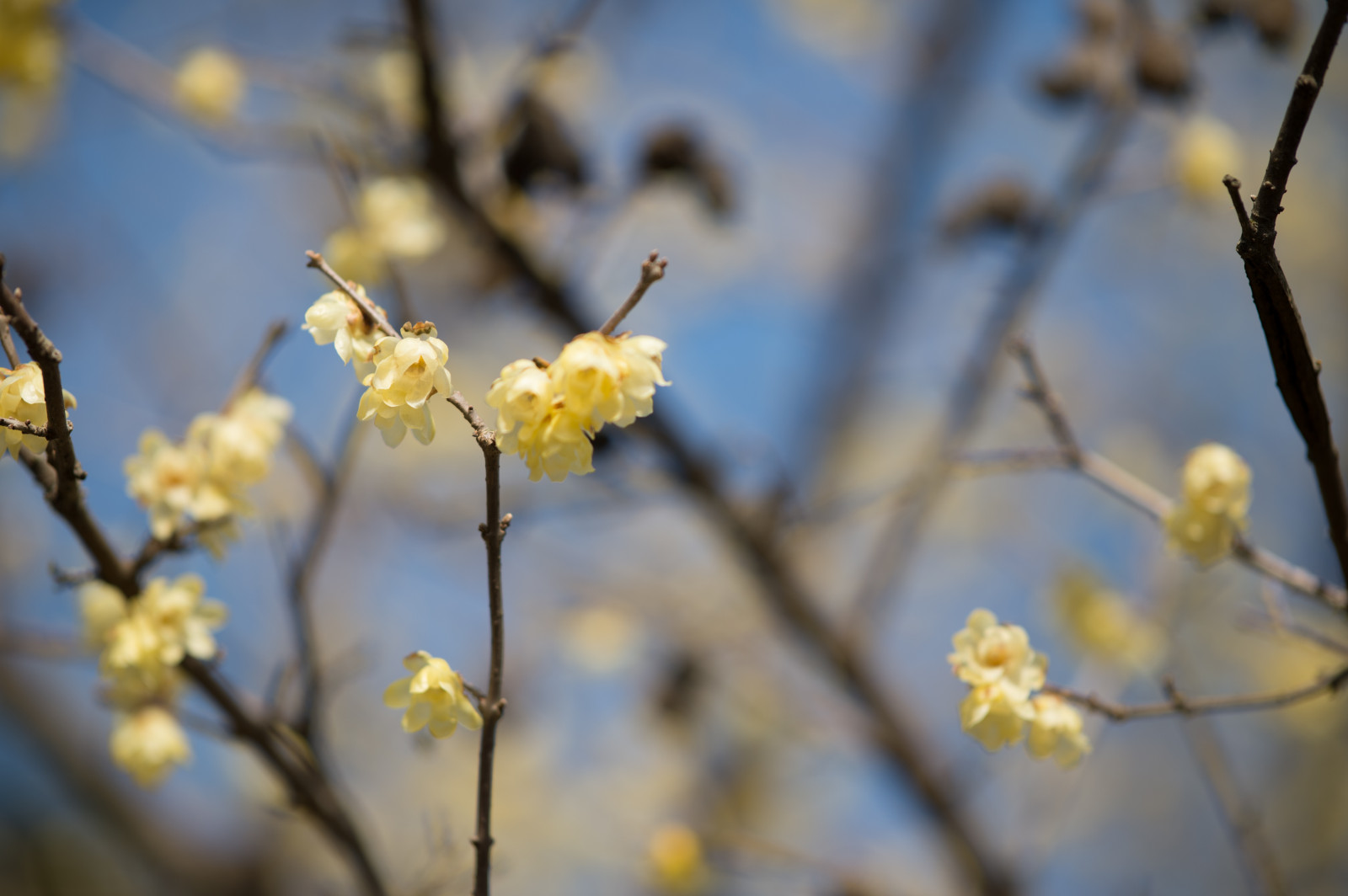 Japonsko, slunečnímu záření, jídlo, Příroda, park, větev, žlutý, Třešňový květ, Nikon, květ, jaro, Tokio, jp, strom, NIKKOR, podzim, list, květ, rostlina, sezóna, flóra, shinjukgyoen, Shinjuku, afs105mmf14eed, afsnikkor105mmf14eed, df, větvička, vyrobit, botanika, zblízka, makro fotografie