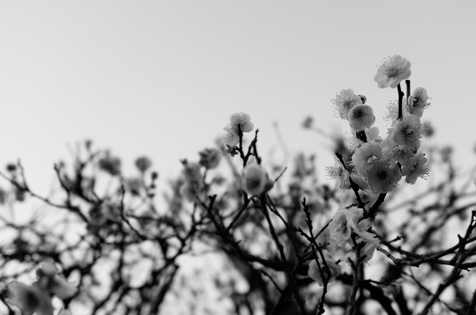 Japonsko, bílý, černobílý, Příroda, sníh, zima, fotografování, větev, mráz, květ, jaro, Leica, Tokio, zmrazení, jp, strom, list, květ, počasí, rostlina, sezóna, švestka, UME, flóra, T, Ikegami, japaneseapricot, leicat, summicront235, Summicron, t235, ikagamiplumpark, větvička, Černý a bílý, monochromatické fotografování, zblízka, makro fotografie